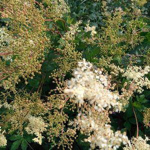 Meadowsweet