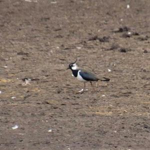 Northern Lapwing