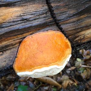 Red-belted Polypore