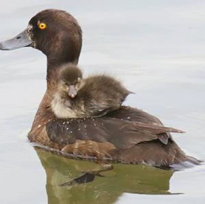 Tufted Duck