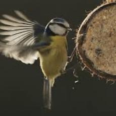 Blue Tit