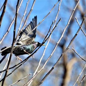 Common Starling