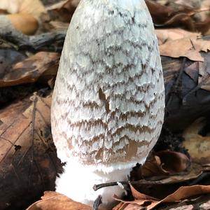 Shaggy Mane