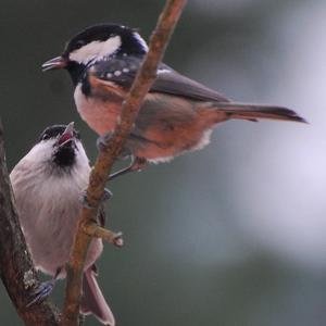 Coal Tit