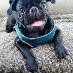 Pug