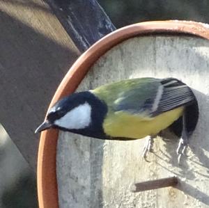 Great Tit