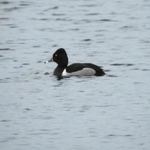 Ring-necked Duck