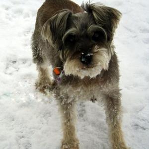 Miniature Schnauzer