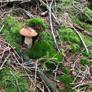 Summer Bolete