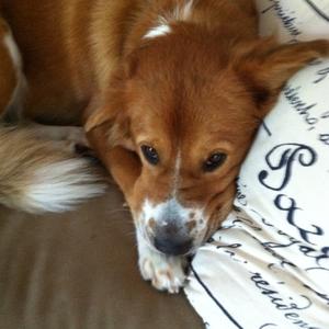 Unknown Breed