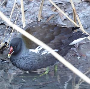 Common Moorhen