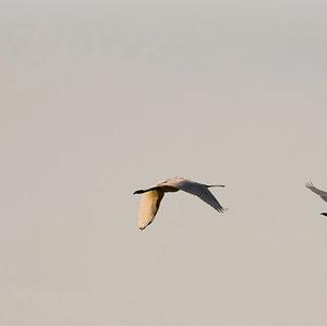 Eurasian Spoonbill