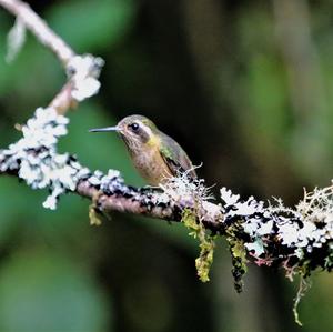 Speckled Hummingbird