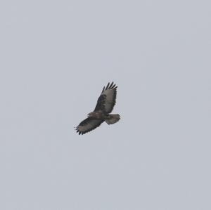 Common Buzzard