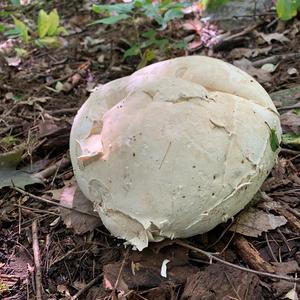 Giant Puffball