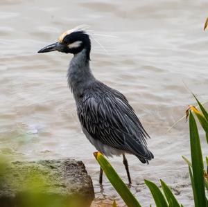 Yellow-crowned Night-heron