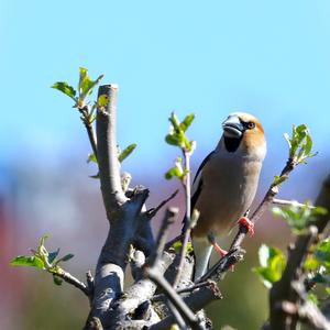 Hawfinch