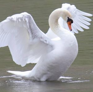 Mute Swan