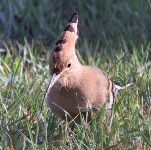 Eurasian Hoopoe