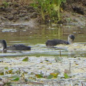 Common Coot