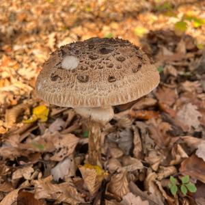 Parasol Mushroom