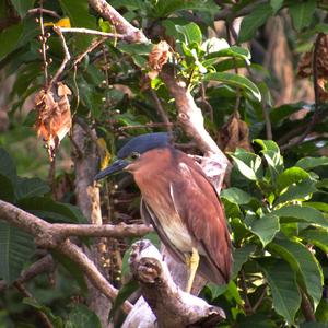 Black-crowned Night-heron