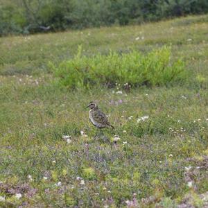 Eurasian Golden Plover