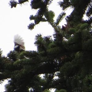 Coal Tit