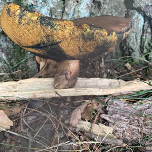 Dotted-stem Bolete