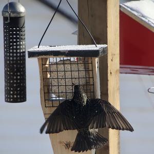 Common Starling