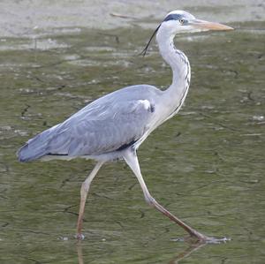 Grey Heron