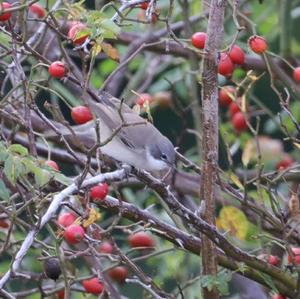 Lesser Whitethroat