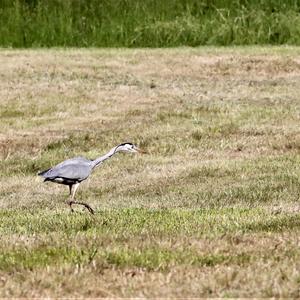 Grey Heron