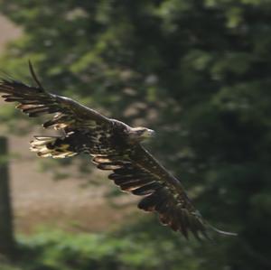 White-tailed Eagle