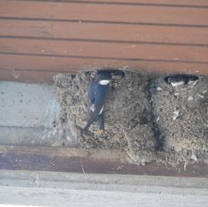 Northern House-martin