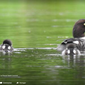 Common Goldeneye