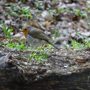 European Robin