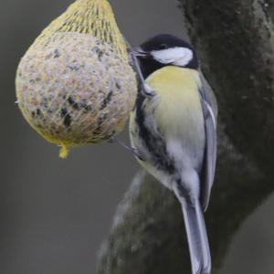 Great Tit