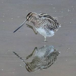 Common Snipe