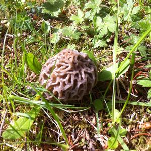 Yellow Morel