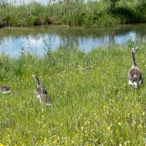 Greylag Goose