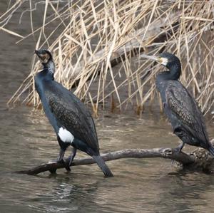 Great Cormorant