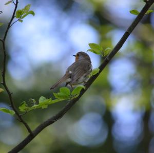 European Robin