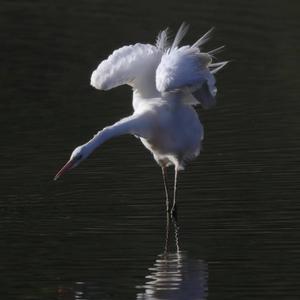 Great Egret