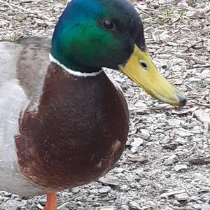 Mallard