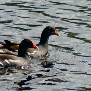 Common Moorhen