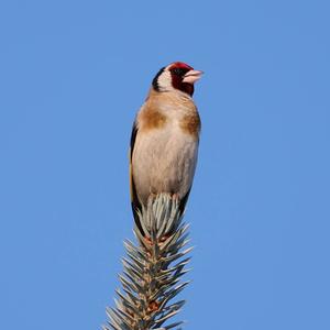 European Goldfinch