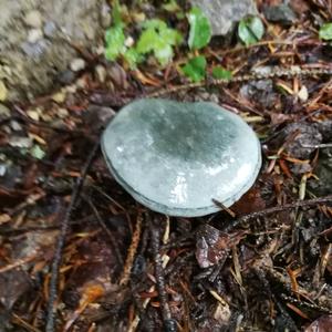 Anise-scented Clitocybe