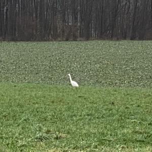 Little Egret