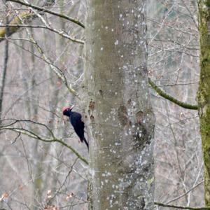 Black woodpecker